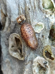 Callophrys xami xami