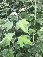 Populus alba