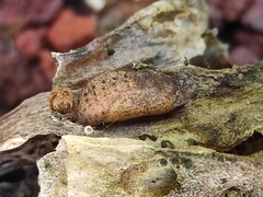 Callophrys xami xami