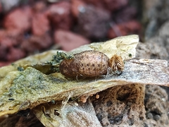 Callophrys xami xami