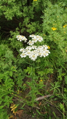 Achillea ledebourii