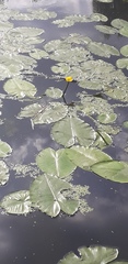 Nuphar lutea