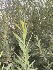 Salix vinogradovii