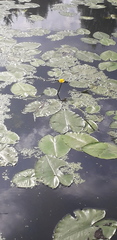 Nuphar lutea