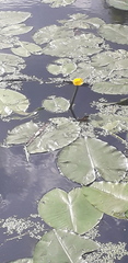 Nuphar lutea