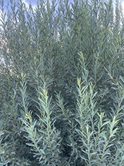 Salix vinogradovii