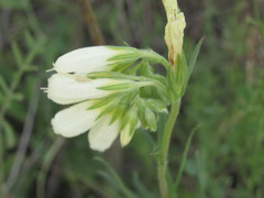Onosma tanaitica