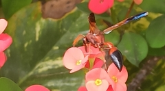 Delta dimidiatipenne
