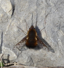 Bombylius discolor