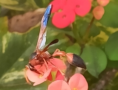 Delta dimidiatipenne