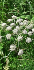 Angelica sylvestris
