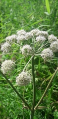 Angelica sylvestris