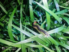 Scolopendra mutilans