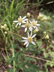 Doellingeria infirma