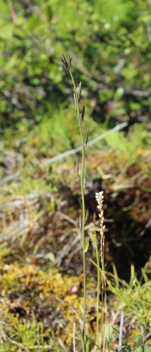 Image of Eutrema edwardsii by (c) nina_nesterova, some rights reserved (CC BY)
