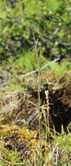 Eutrema edwardsii