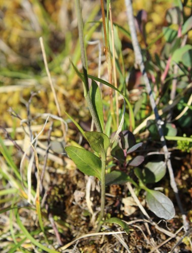 Image of Eutrema edwardsii by (c) nina_nesterova, some rights reserved (CC BY)