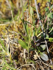 Eutrema edwardsii