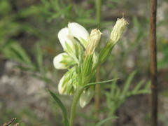 Onosma tanaitica