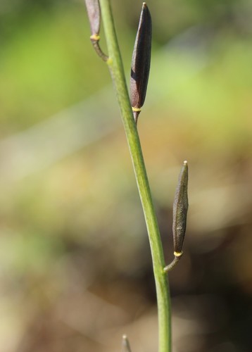 Image of Eutrema edwardsii by (c) nina_nesterova, some rights reserved (CC BY)