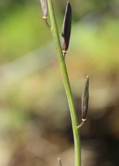 Eutrema edwardsii