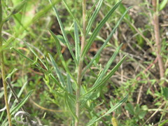 Onosma tanaitica