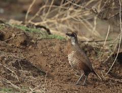 Pteroptochos megapodius