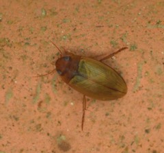 Copelatus chevrolati