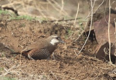 Pteroptochos megapodius