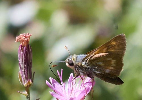 iNaturalist observation photo of Sonoran Skipper
