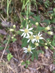 Doellingeria infirma