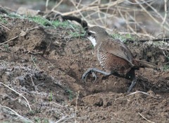 Pteroptochos megapodius