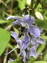 Megachile campanulae