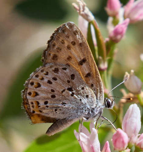iNaturalist observation photo of Gorgon Copper