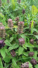 Prunella vulgaris