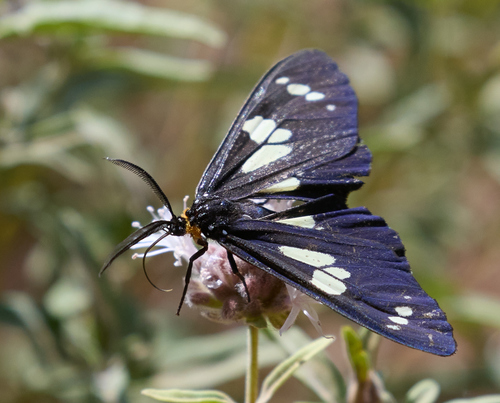 iNaturalist observation photo of Wild Forget-me-not Moth