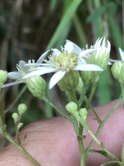 Doellingeria infirma