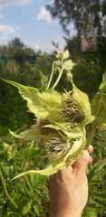 Cirsium oleraceum