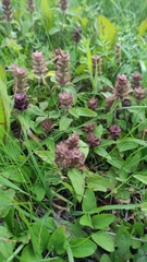 Prunella vulgaris
