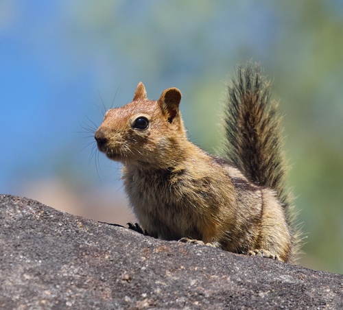 iNaturalist observation photo of Common Golden-mantled Ground Squirrel