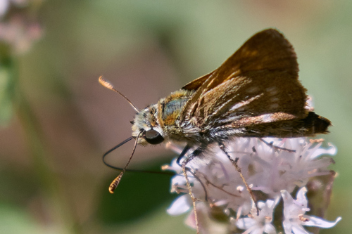 iNaturalist observation photo of Sonoran Skipper