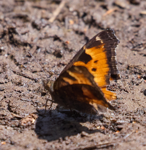 iNaturalist observation photo of California Tortoiseshell