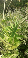 Cirsium oleraceum