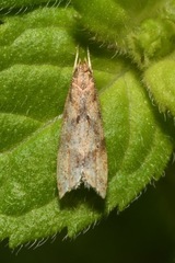 Brachmia blandella