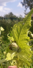 Cirsium oleraceum