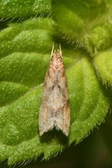 Brachmia blandella
