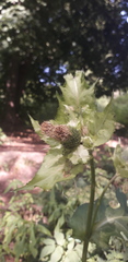 Cirsium oleraceum