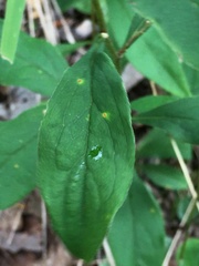 Doellingeria infirma