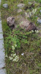 Galium mollugo