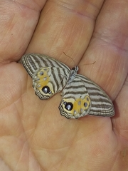 Splendeuptychia salvini